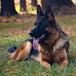 red and black german shepherd puppies for sale near me